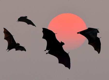 Bats flying at sunsetの写真素材