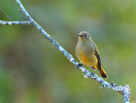 Bird  Orange-flanked Bush-Robin  , Thailand