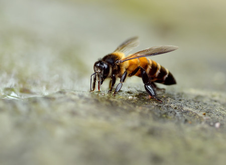 Close up of bees