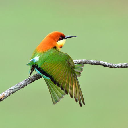 Bird (Chestnut-headed Bee-eaters) , Thailand