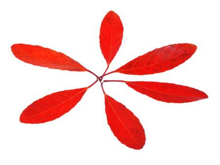 Red autumnl eaves isolated on white backgroundの写真素材