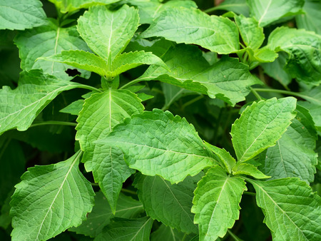 basil leaves