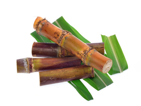 Sugar cane isolated on white backgroundの写真素材