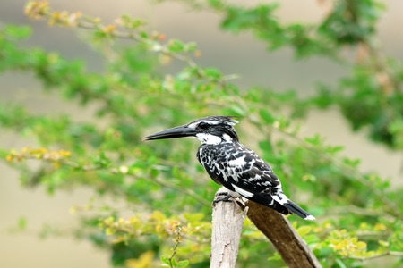 Bird (Pied kingfisher) , Thailandの写真素材