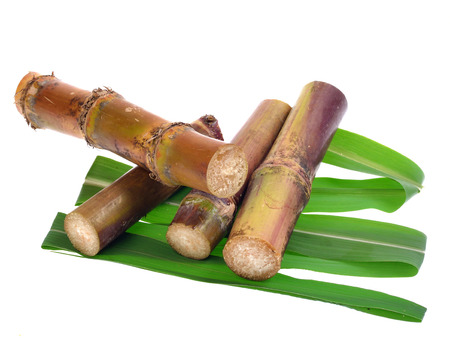 Sugar cane isolated on white backgroundの写真素材