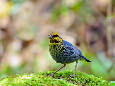 Bird (Blue Pitta) , Thailandの写真素材