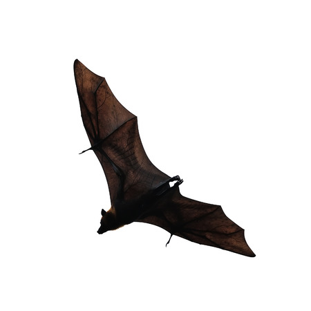 flying fox - huge batの写真素材