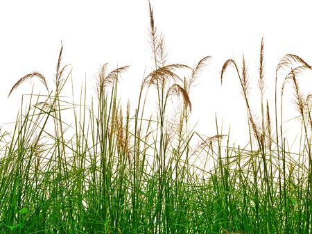 reeds of grass isolated on white background reeds of grass isolated on white background