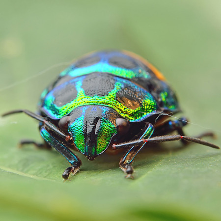 Bug (Chrysocoris stollii)