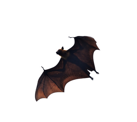 flying fox - huge bat isolated on white backgroundの写真素材
