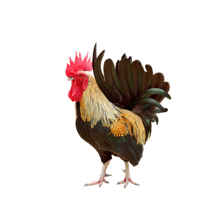 Rooster isolated on white backgroundの写真素材