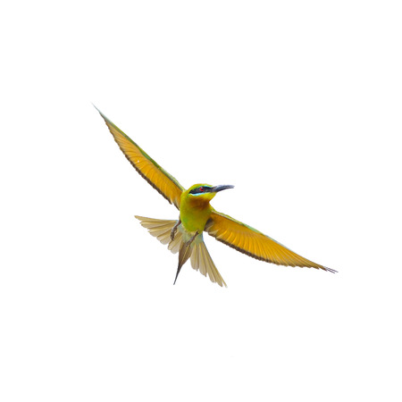 Blue-tailed Bee-eater in flight isolated on white background