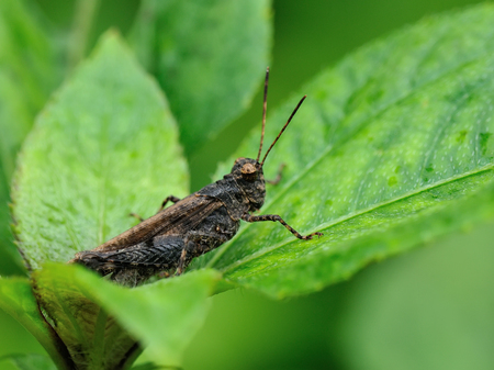 grasshopper
