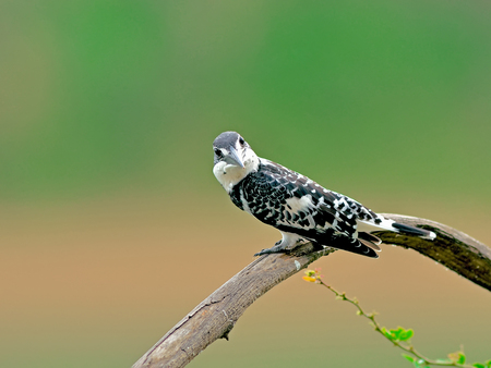 Bird (Pied kingfisher ) , Thailandの写真素材