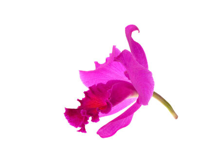 Purple orchid isolated on white backgroundの写真素材