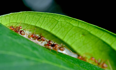 red ant teamwork on green leaf