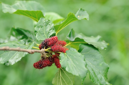 Berry fruit in nature, mulberry twigの写真素材