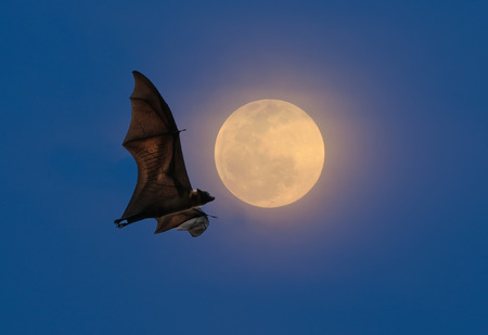 Bats flying at nightの写真素材