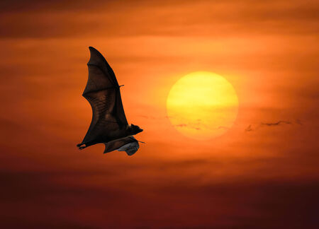 Bats flying at sunsetの写真素材