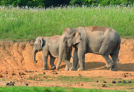 Asian elephant in Khao Yai National Park,Thailandの写真素材