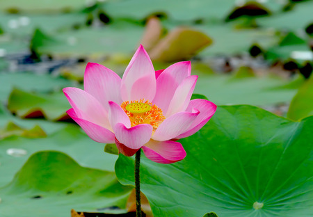 Lotus flowerの写真素材