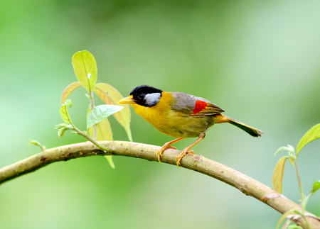 Bird (Silver-eared Mesia) , Thailandの写真素材