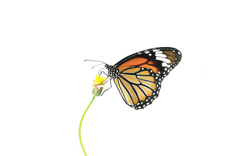 Butterfly (Common Tiger) and flower isolated on white backgroundの写真素材