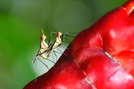 grasshopperの写真素材