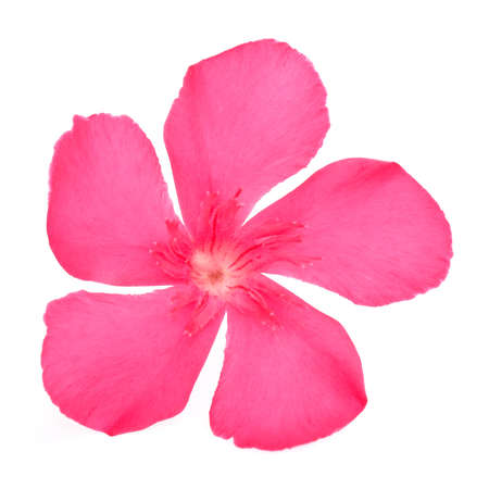 flower isolated on white background