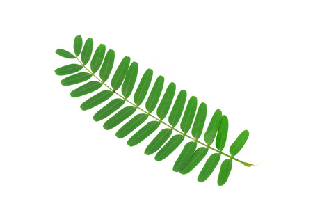 Tamarind leaf isolated on white backgroundの写真素材