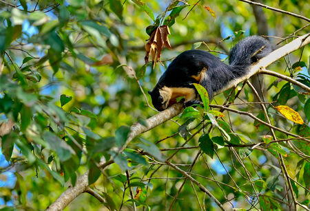 Black Giant Sguirrelの写真素材