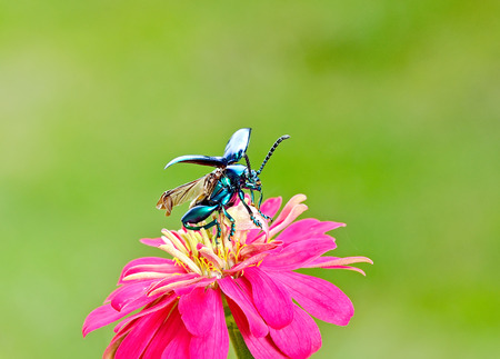 Jewel beetleの写真素材