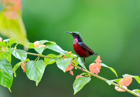 Bird (Purple-throated Sunbird) , Thailandの写真素材