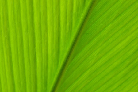 Texture of a green leaf as backgroundの写真素材