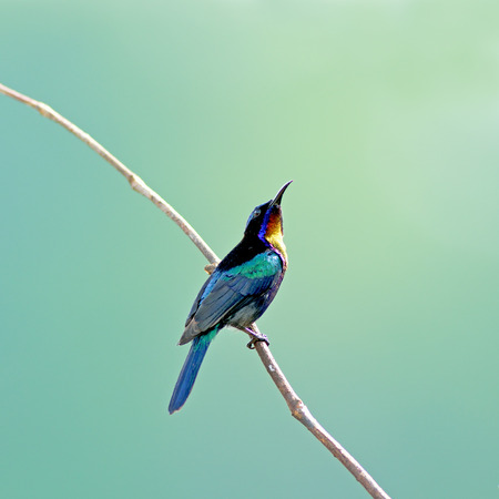 Bird (Copper-throated Sunbird) , Thailandの写真素材