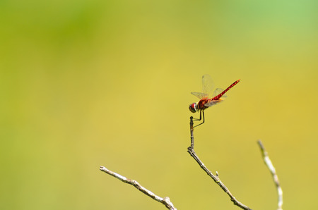 Dragonfly spreads wingsの写真素材