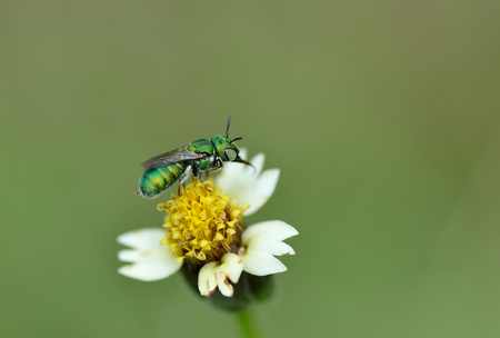 Honey Bee to the flower and collect the nectarの写真素材