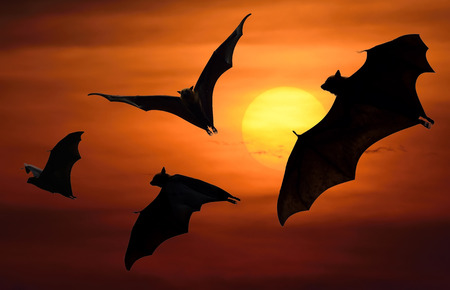Bats flying at sunsetの写真素材