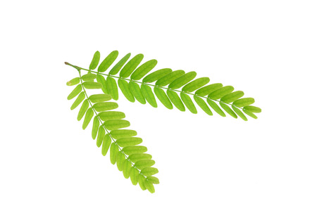 Tamarind leaf isolated on white background