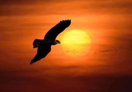 Bird flying at sunsetの写真素材
