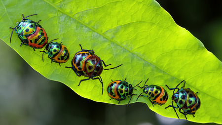 Bug (Chrysocoris stollii) in natureの写真素材