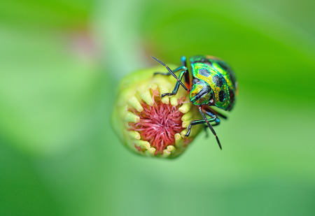 Bug (Chrysocoris stollii) in nature