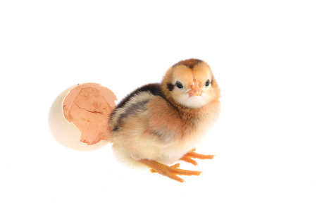 Cute little chicken isolated on white backgroundの写真素材