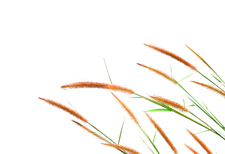 reeds of grass isolated on white backgroundの写真素材