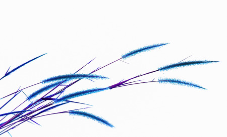 reeds of grass isolated on white backgroundの写真素材