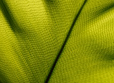 Texture of a green leaf as background