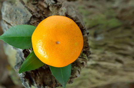 Orange fruit on a wooden backgroundの写真素材