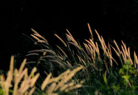 reeds of grass on black backgroundの写真素材