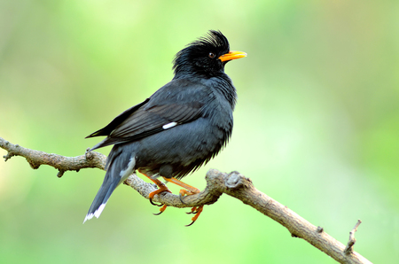 Bird Whitevented Myna  Thailandの写真素材