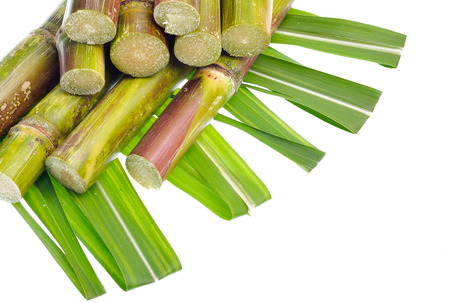 Sugar cane isolated on white backgroundの写真素材